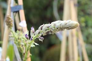 Wisteria sinensis Caroline