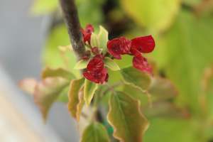 Climbers Chch Canterbury: Bougainvillea Mary Palmer