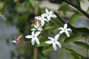 Climbers Chch Canterbury: Jasminum azoricum