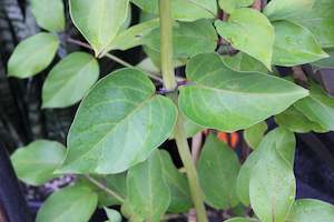 Lonicera hildebrandiana