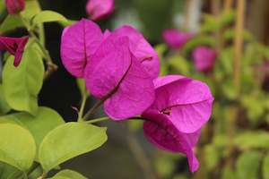 Climbers Chch Canterbury: Bougainvillea Magnifica Traillii