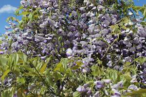 Climbers Chch Canterbury: Wisteria floribunda Cascade