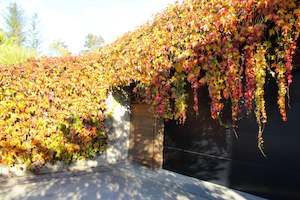 Climbers Chch Canterbury: Parthenocissus tricuspidata Beverly Brooks