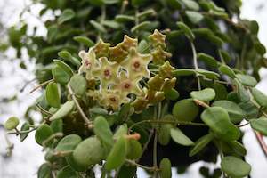 Climbers Chch Canterbury: Hoya serpens