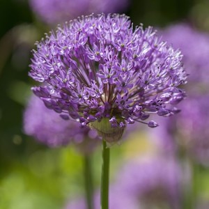 Allium christophii