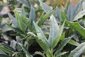 Aucuba japonica Salicifolia