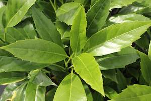 A Plant Beginning With A: Aucuba forest green