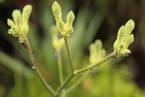 Anigozanthos flavidus green