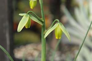 A Plant Beginning With A: Albuca spiralis