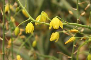 A Plant Beginning With A: Albuca shawii