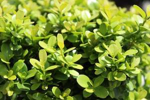 Plants Beginning With B: Buxus microphylla var. Japonica Morris Midget