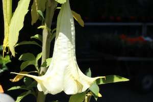 Brugmansia matapouri virgo