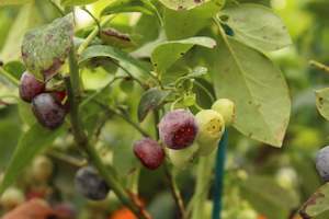 Plants Beginning With B: Blueberry Powder Blue