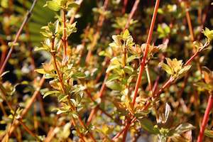 Cornus sanguinea Midwinter Fire
