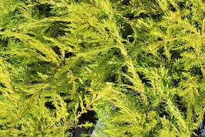 Coleonema sunset gold