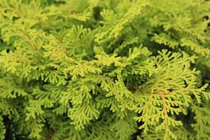 Plants Beginning With C: Chamaecyparis obtusa Tempelhof