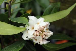 Daphne perfume princess white