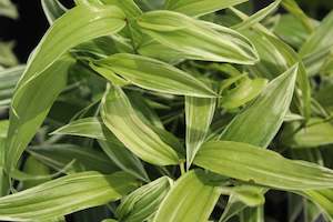 Plants Beginning With D: Disporum Sessile Variegata