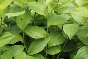 Plants Beginning With D: Disporum Sessile ssp flavens