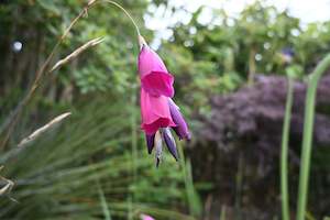 Plants Beginning With D: Dierama pulcherrimum