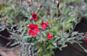Plants Beginning With D: Dianthus Flashing Lights