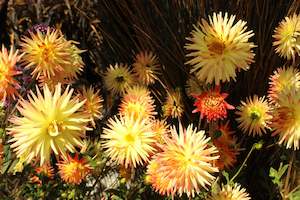 Plants Beginning With D: Dahlia hybrids