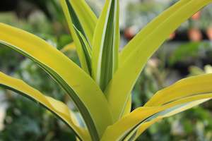 Dracaena Lemon Lime