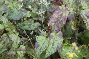 Plants Beginning With E: Epimedium stellulatum Wudang Star