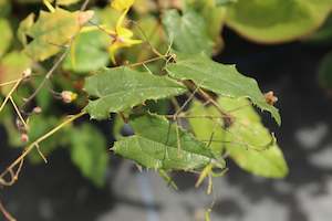 Plants Beginning With E: Epimedium Davidii