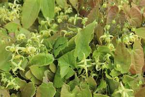 Plants Beginning With E: Epimedium Brimstone Butterfly