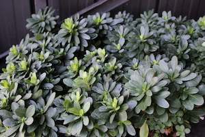 Plants Beginning With E: Euphorbia robbiae