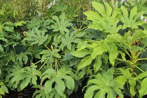 Fatsia Japonica