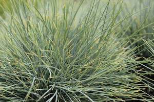 Plants Beginning With F: Festuca glauca