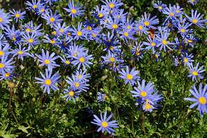 Felicia Felicity Blue