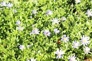 Plants Beginning With F: Felicia amelloides