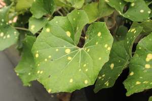 Farfugium japonicum Aureomaculatum