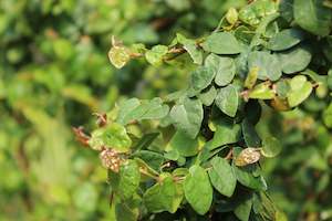 Plants Beginning With F: Ficus pumila