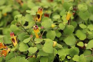 Plants Beginning With F: Fuchsia procumbens