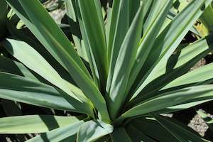 Furcraea quicheensis