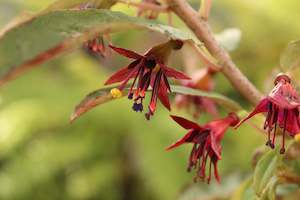 Plants Beginning With F: Fuchsia excorticata