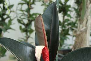 Ficus elastica Burgundy