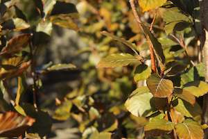 Plants Beginning With F: Fagus sylvatica Dawyck Purple