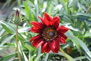 Plants Beginning With G: Gazania Takatu Red