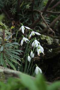 Plants Beginning With G: Galanthus Sam Arnott