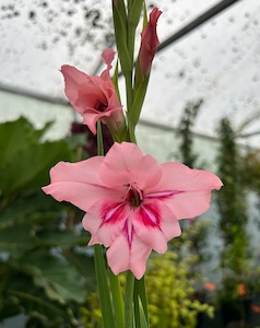 Plants Beginning With G: Gladioli nanus Prins Claus