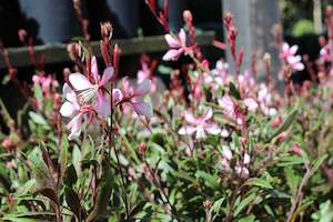 Plants Beginning With G: Gaura lindheimeri Rose