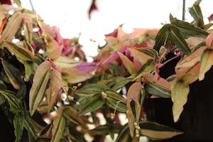 Gibasis geniculata Tricolour