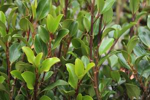 Plants Beginning With G: Griselinia littoralis Canterbury
