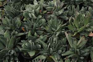 Plants Beginning With G: Gasteria Black Boy