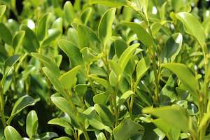 Plants Beginning With G: Griselinia littoralis Green Sheen